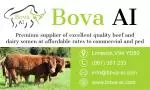 Bova AI