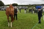 Cappamore New 14